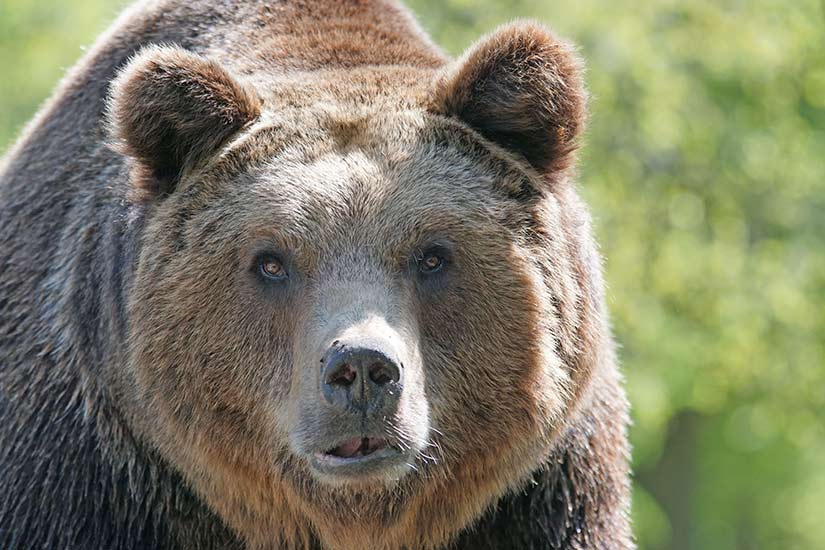 Financial Planners Discuss Bear Market